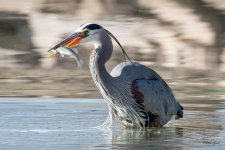 GBHCatch-527.jpg