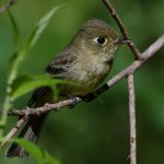 Flycatcher4.jpg