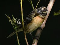 Grosbeak.jpg