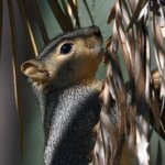 Squirrel.jpg