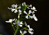 _ROY7917_00001.jpg