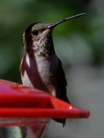 Hummer7.jpg