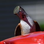 Hummer10.jpg