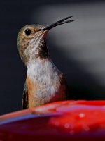 Hummer19.jpg