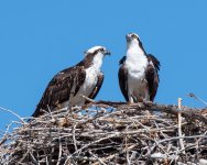 OspreyNest-525.jpg