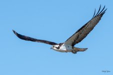 OspreyFlight-525.jpg