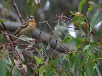 Grosbeak.jpg