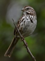 Sparrow5.jpg