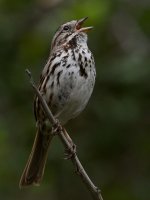Sparrow3.jpg