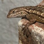 Lizard2.jpg
