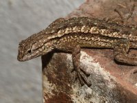 Lizard4.jpg