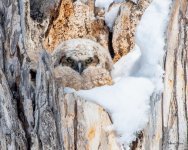 OwlNestSnow-500.jpg