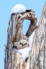 OwlNestSnow-501.jpg