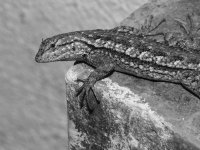 LizardBW.jpg