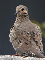 Dove3.jpg