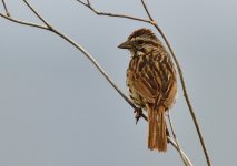 _ROY8158_00001.jpg