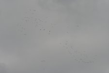 _ROY8248_00001.jpg