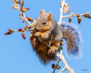Squirrel-500.jpg
