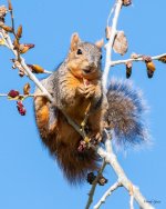 Squirrel-501.jpg