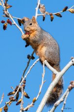 Squirrel-502.jpg