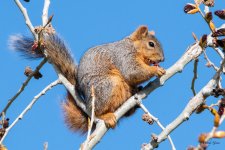 Squirrel-503.jpg