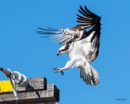 OspreyLanding-519.jpg