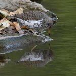 Sandpiper6.jpg