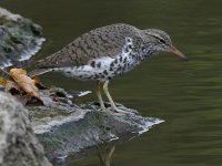 Sandpiper7.jpg