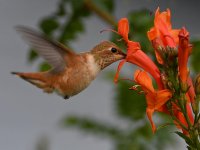 Hummer.jpg