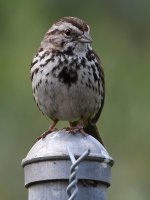 Sparrow2.jpg