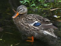 Mallard2.jpg
