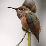 Hummer10.jpg