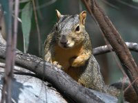 Squirrel.jpg