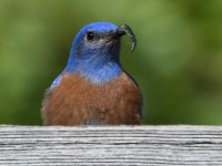 Bluebird5.jpg