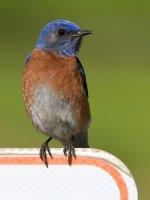 Bluebird8.jpg