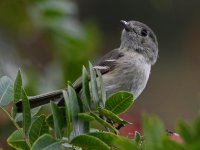 Vireo2.jpg
