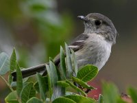 Vireo3.jpg