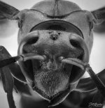 Paper Wasp B&W.jpg