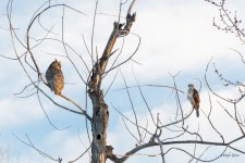 OwlHawk-500.jpg