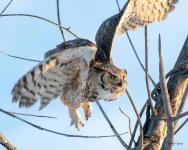 OwlTakeOff-500.jpg