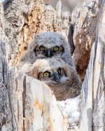 Owlets-500.jpg