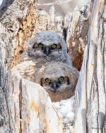 Owlets-501.jpg