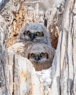 Owlets-502.jpg