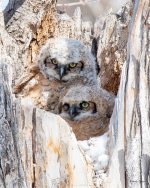 Owlets-503.jpg