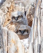 Owlets-504.jpg