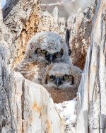 Owlets-505.jpg