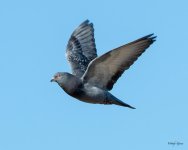 PigeonFlight-501.jpg