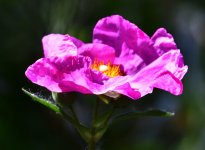 _ROY8494_00001.jpg
