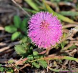 DSC_9527_001.JPG