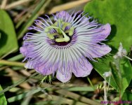 DSC_9547_001.JPG